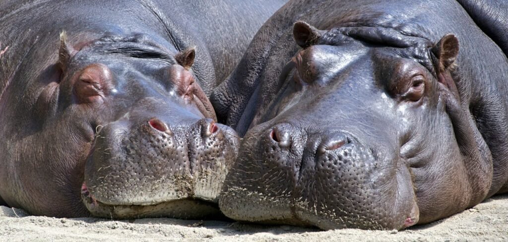 hippo-mammal-wildlife-nature-35995.jpg