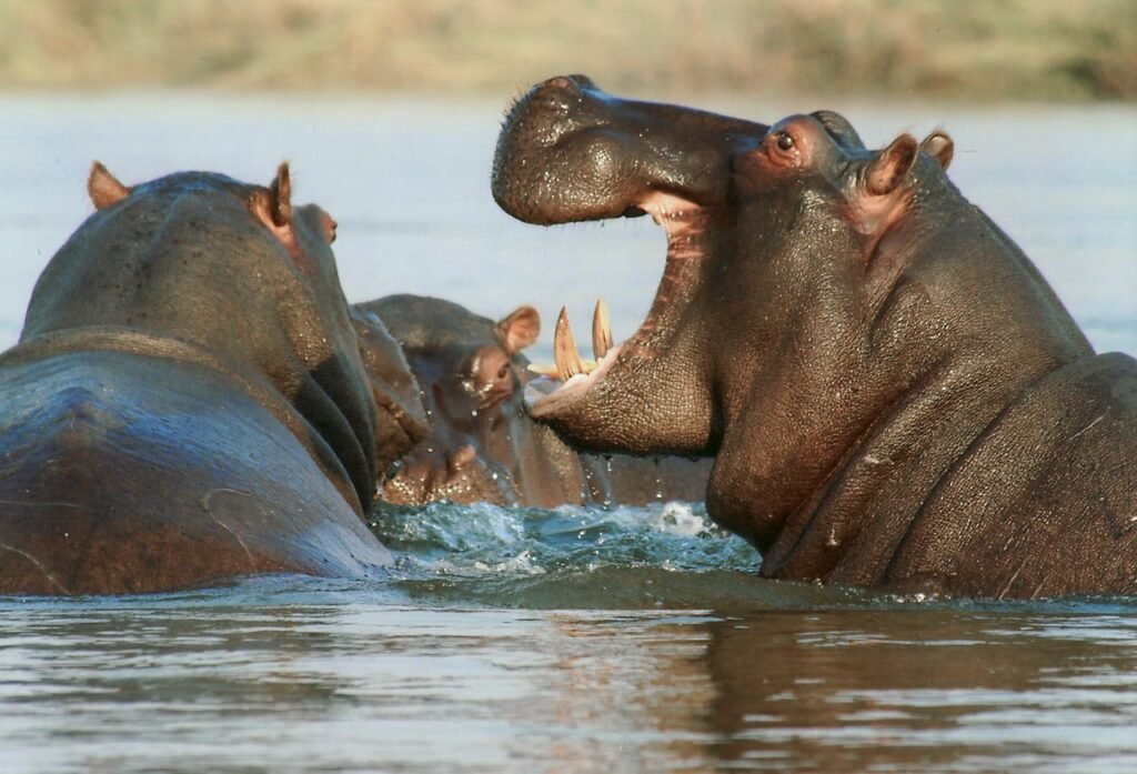 river-horse-hippopotamus-hippo-animal-68663-68663.jpg